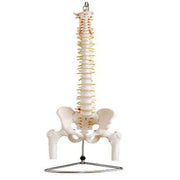 spine model