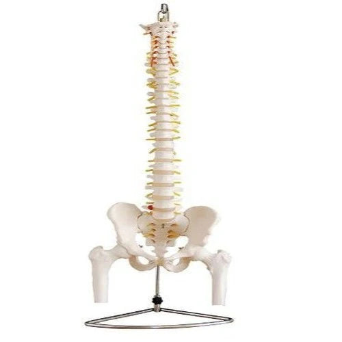spine model