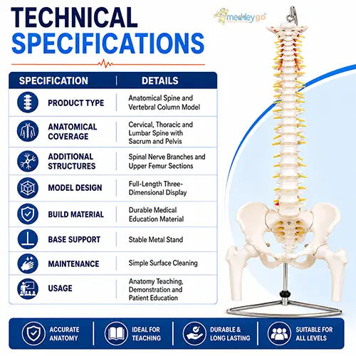  spine model