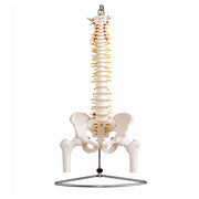 spine model