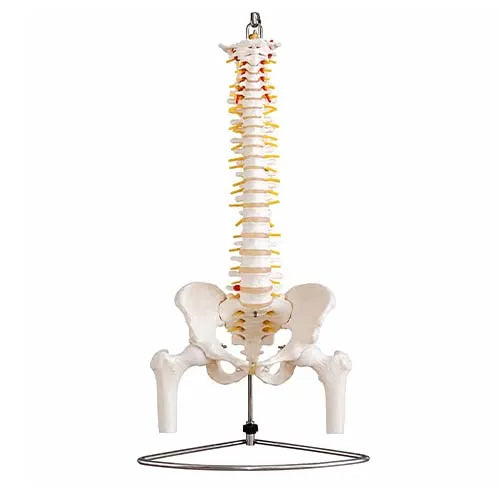 spine model