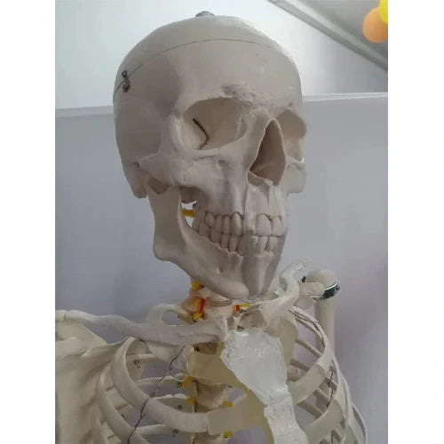 teeth model