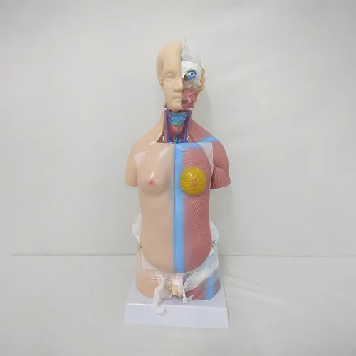 torso model