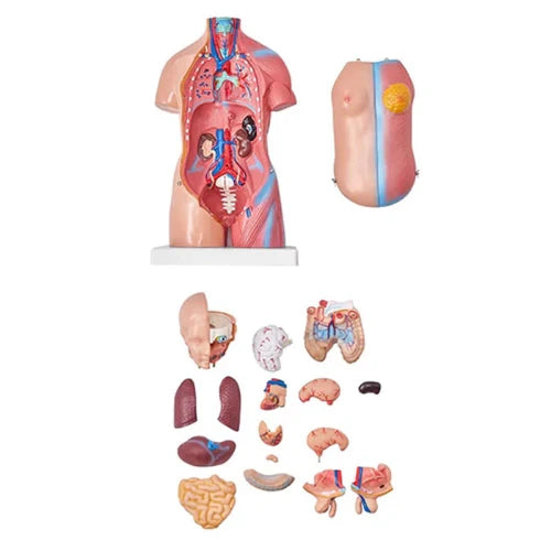 torso model