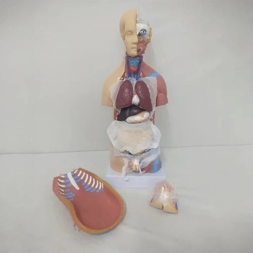 torso model