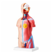 torso model