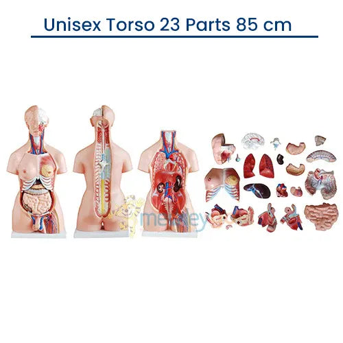 unisex torso