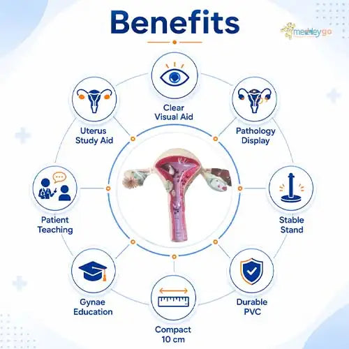 uterus anatomical model