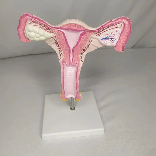 uterus model