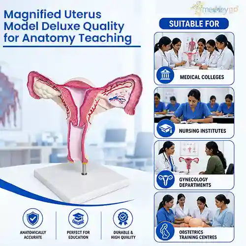 uterus model