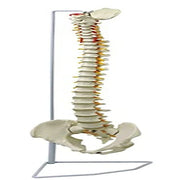 Vertebral Column Flexible Model Life Size PVC