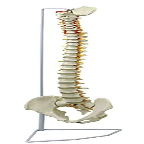 Vertebral Column Flexible Model Life Size PVC