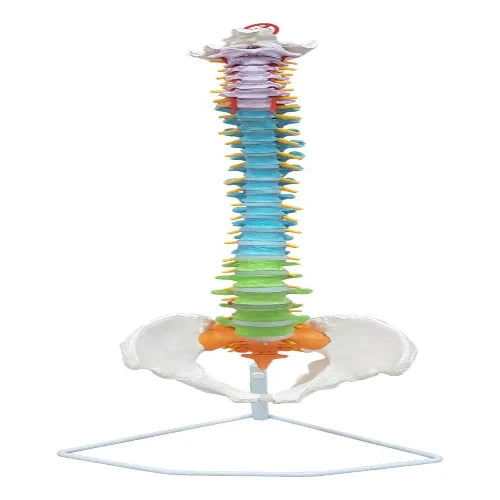 vertebral column 