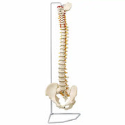 vertebral column model