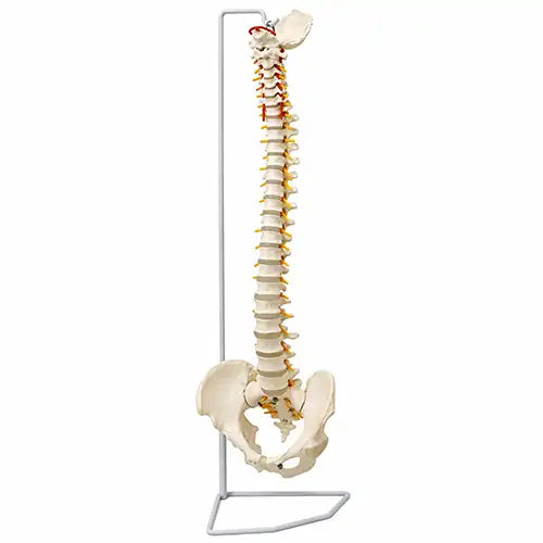 vertebral column model