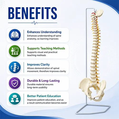 vertebral column model