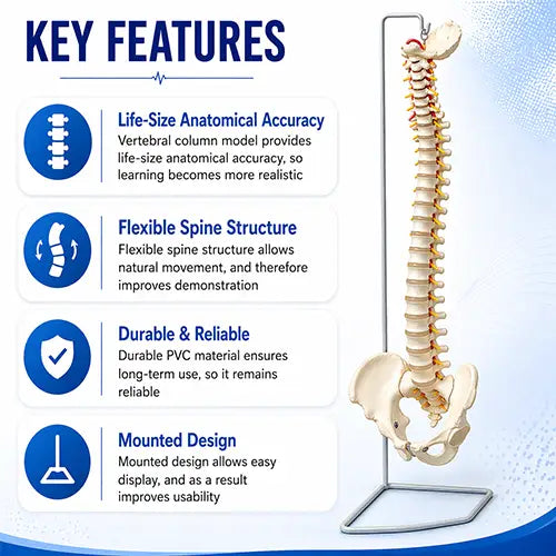 vertebral column model