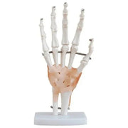 wrist joint model