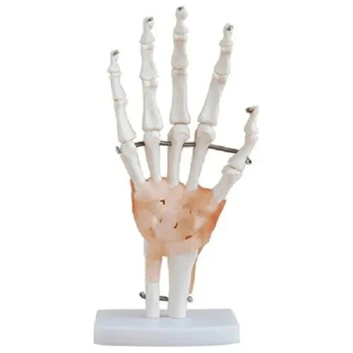 wrist joint model